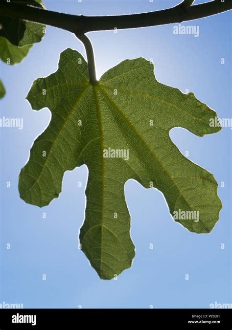 Closeup Of The Leaf Of A Fig At Back Light Stock Photo Alamy