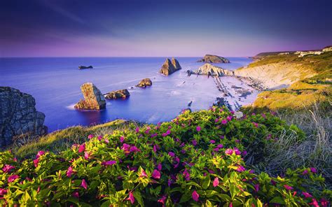 Sea Flowers Wallpapers Wallpaper Cave