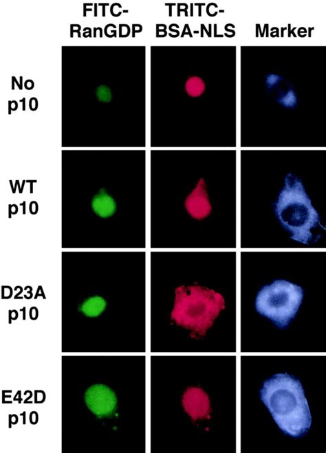 D23A P10 Does Not Inhibit RanGDP Nuclear Accumulation But Does Inhibit