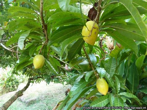 Buah Alkesa Taksonomi Morfologi Sebaran Kandungan Manfaat The