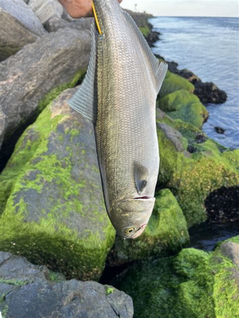 Fluke And Bluefish Went Fishing In Manasquan Inlet This Evening On A