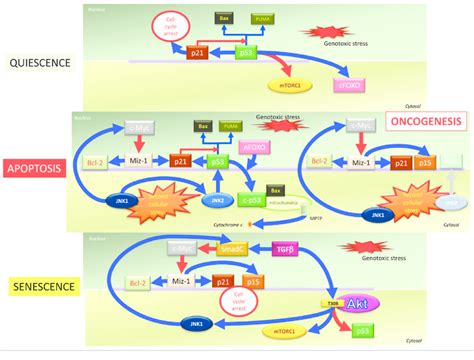 Genotoxic Stress Induced Activation Of P53 Initiates Reversible Cell