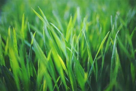 Lawn Fertilization When Is The Best Time To Fertilize Your Lawn