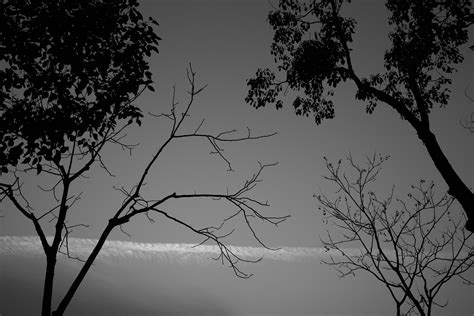 Free Images Landscape Tree Nature Branch Silhouette Cloud Black