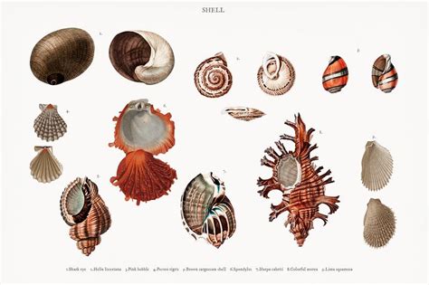 Different Types Of Mollusks Illustrated By Charles Dessalines D O