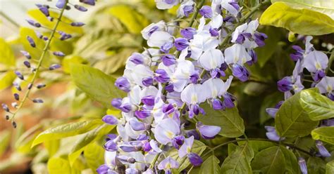 Wisteria Floribunda Macrobotrys Japanische Glyzine Blauregen