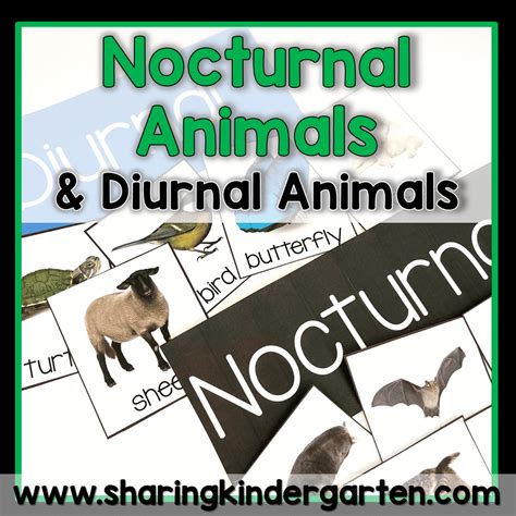 Nocturnal Animals Activities, Diurnal Animals Activities - Sharing ...