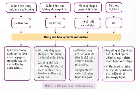 Lý thuyết Miễn dịch ở người và động vật Sinh học 11 Kết nối tri thức