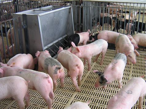 Finisher Production In Swine