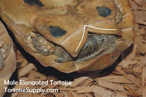 Sexing Your Tortoise How To Determine The Sex Of Your Tortoise Tortoise Tail Photos