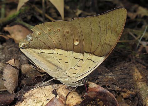 Archaeoprepona Amphimachus John Vallender Flickr