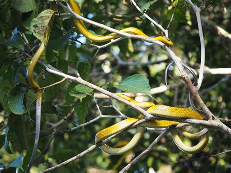 P2212299 Grey Tailed Racer Snakes Jo Dale Flickr