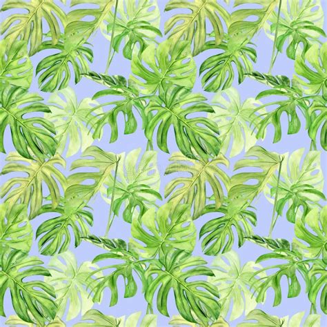 Watercolor Illustration Seamless Pattern Of Tropical Leaf Monstera