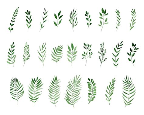 Premium Vector Vector Big Set Botanic Elements Wildflowers Herbs Leaf