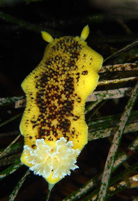 Yellow Sea Slug