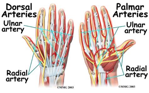 Anatomy Of The Left Hand