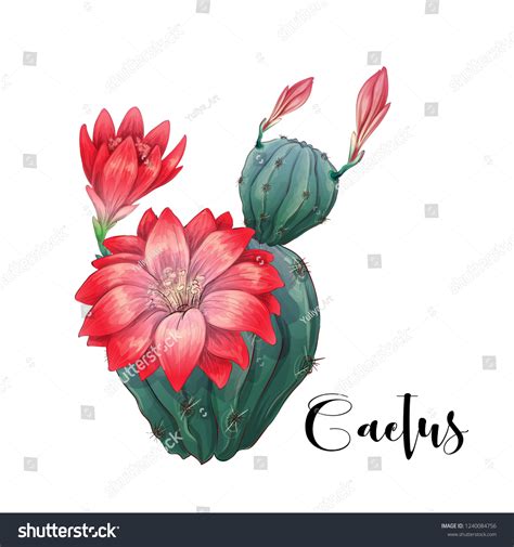 Cactus Desert Vector Illustration Hand Drawn Stock Vector Royalty Free