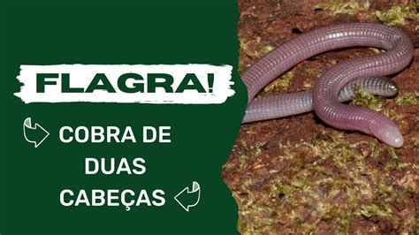 Flagra Cobra de duas cabeças ou cobra cega Encontrada no jardim