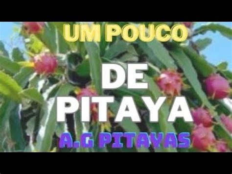 55 Mostrando Um Pouco Das Pitayas YouTube