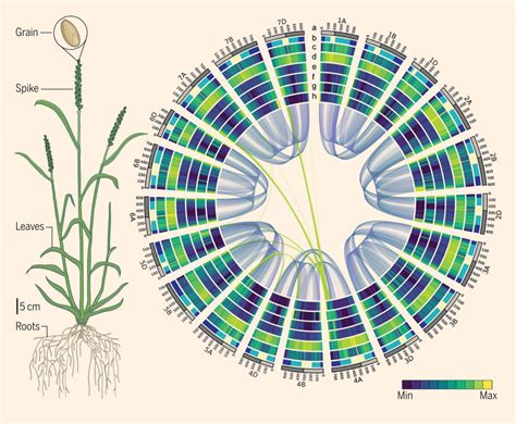 Scientists Publish Fully Annotated Reference Genome Of Bread Wheat