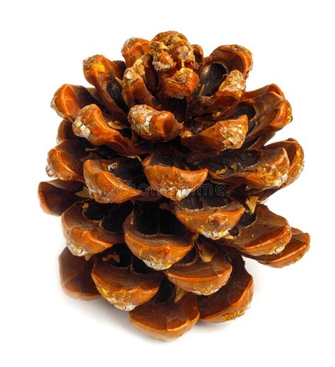 Pinecone Isolated On White Various Cones Set Stock Photo Image Of