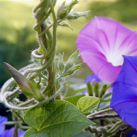 How To Grow Easy Care Morning Glories Garden Vines Growing Vines