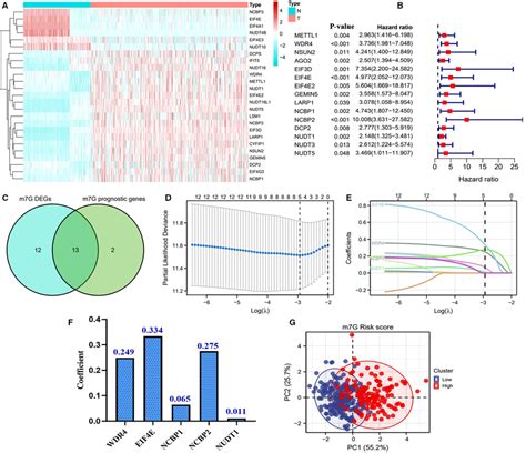 Construction Of A Novel M7g Risk Signature A Heatmap Of M7g Degs