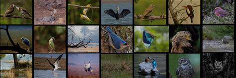 Photography Contest Winners - September 2022 - Nature Explorers India