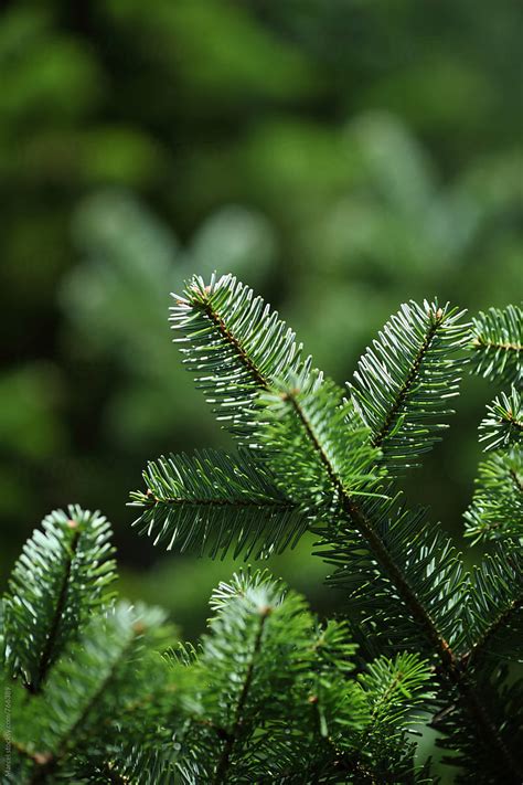 Christmas Tree Branch Close Up Del Colaborador De Stocksy Marcel