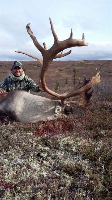 Caribou Photos Alaska Brown Bear Hunts Litzen Guide Service