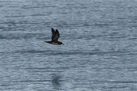 Rn A Pink Footed Shearwater Kenny Flickr