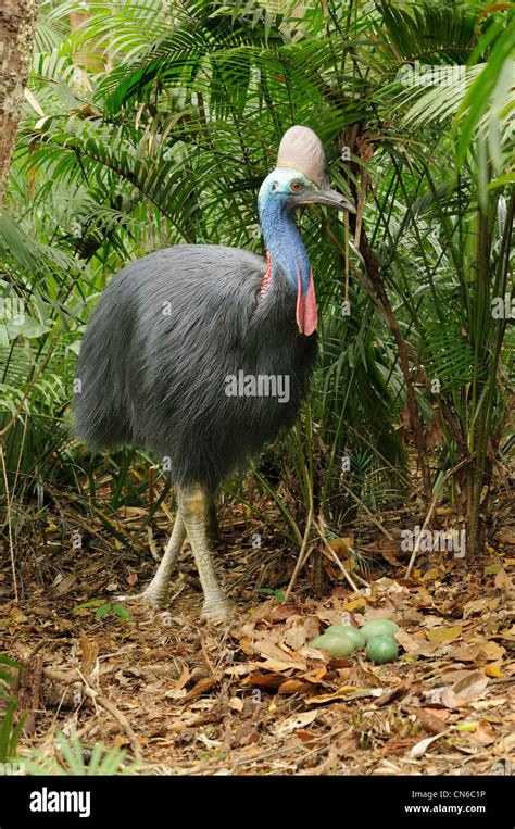 Southern Cassowary Casuarius Casuarius Adult Male At Nest With Eggs Photographed In The Wet