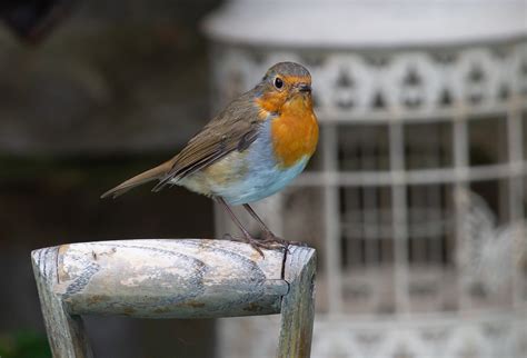 Robin Redbreast On Fork Handle Free Photo On Pixabay Pixabay