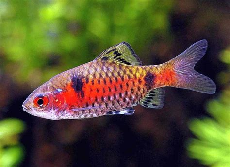 Odessa Barb Puntius Ticto Aka Scarlet Barb Tropical Fish Keeping