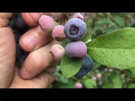 When Are Blueberries Ready To Pick A Guide To Harvesting Blueberries