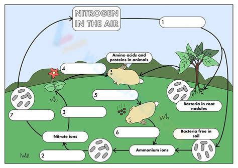 Free Printable Worksheets On Nitrogen Cycle Worksheets Worksheets Library