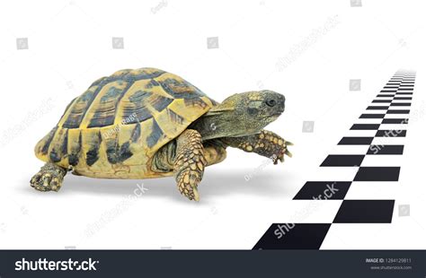 Turtle Just Before Finish Line Stock Photo 1284129811 | Shutterstock