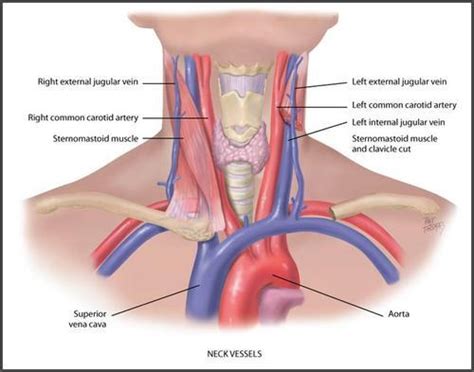 Guide To Choking During Sex Tumbex