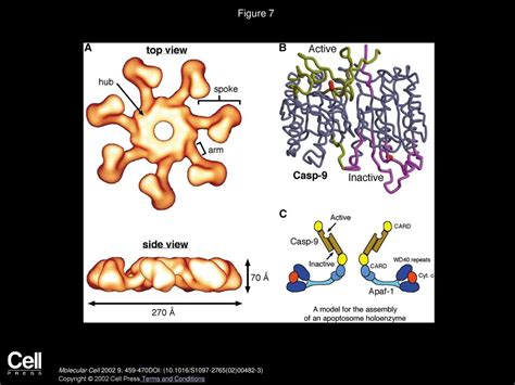 Mechanisms Of Caspase Activation And Inhibition During Apoptosis Ppt