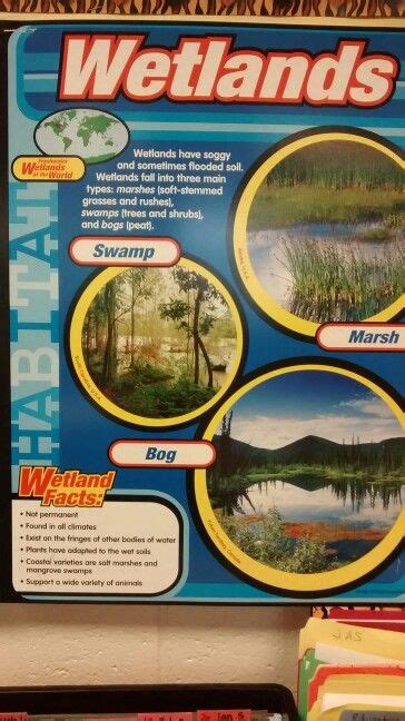 Wetlands Poster Wetland Biome Ecosystems Projects Wetland