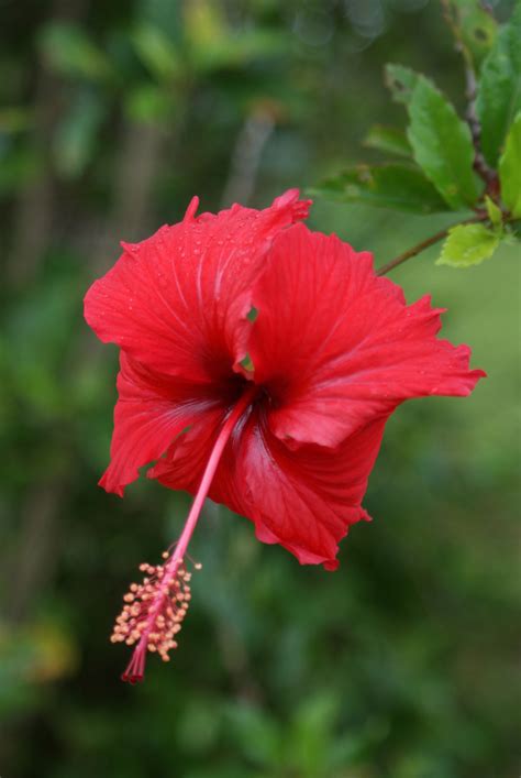 hawaii flower - Hawaii Photo (9419626) - Fanpop