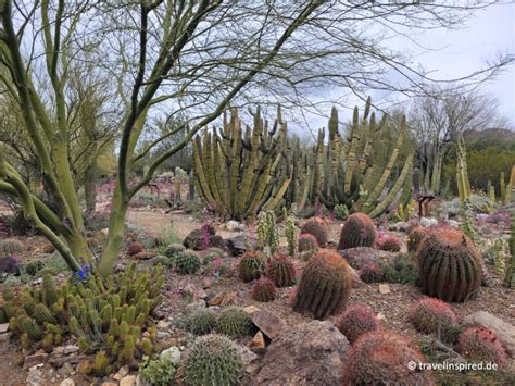 Saguaro Nationalpark Faszinierende Riesenkakteen Travelinspired