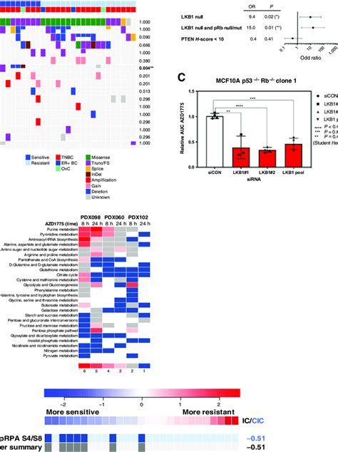 Response Biomarkers To Azd A Summary Of Selected Ddr Genetic