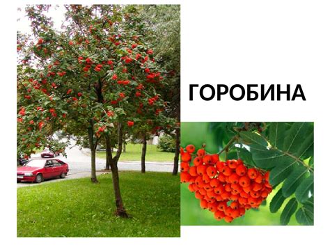 Листяні дерева та кущі