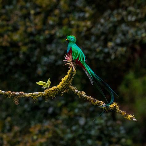 Best Things To Do At Monteverde Cloud Forest Ef Go Ahead Tours