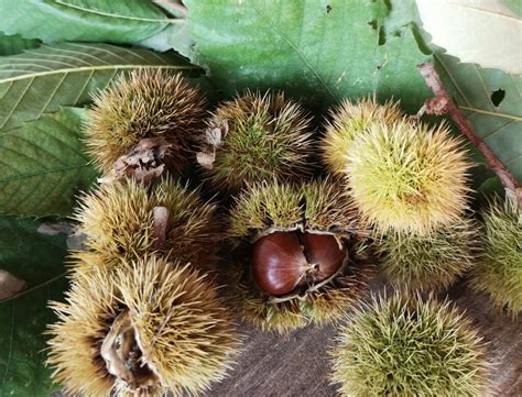 Tintura Naturale In Autunno Tingere Con I Ricci Di Castagne Be A