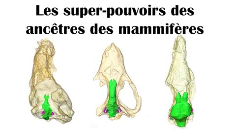 Les organes des sens et le cerveau des ancêtres des mammifères YouTube