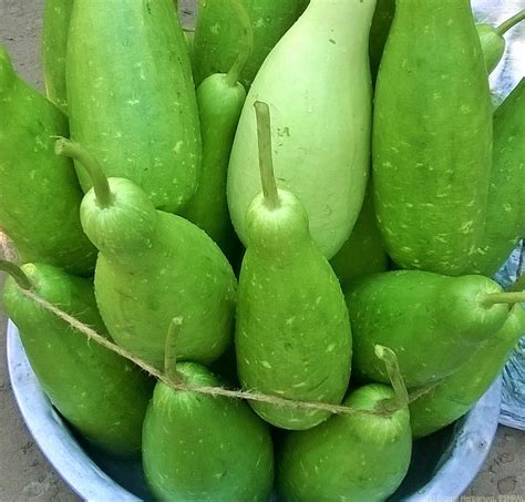 Bottle Gourd Digital Herbarium Of Crop Plants