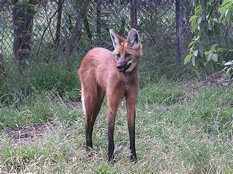 Chrysocyon Brachyurus Maned Wolf In Royal Melbourne Zoological Gardens