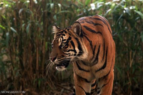 Smallholder agriculture cuts into key Sumatran tiger habitat